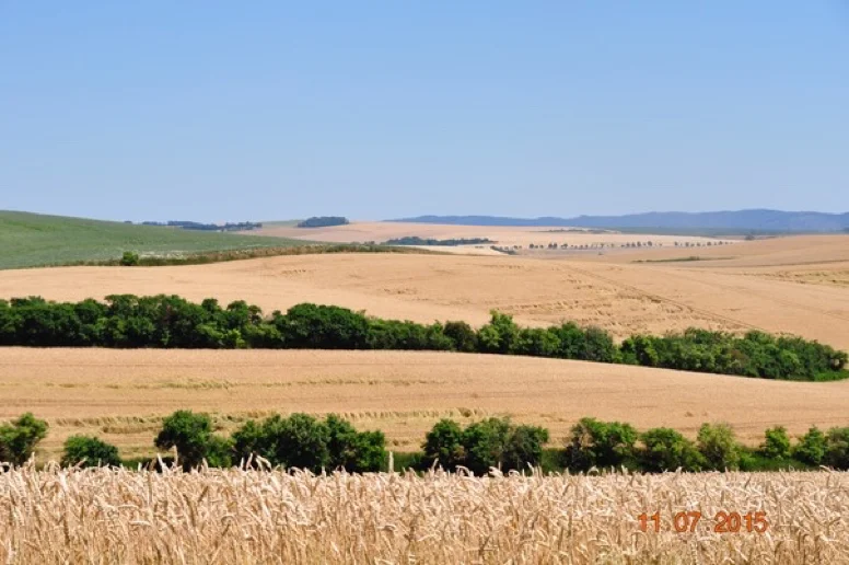 Léto 2015 — čas před žní