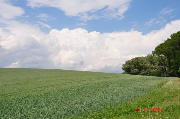 Obilné lány
