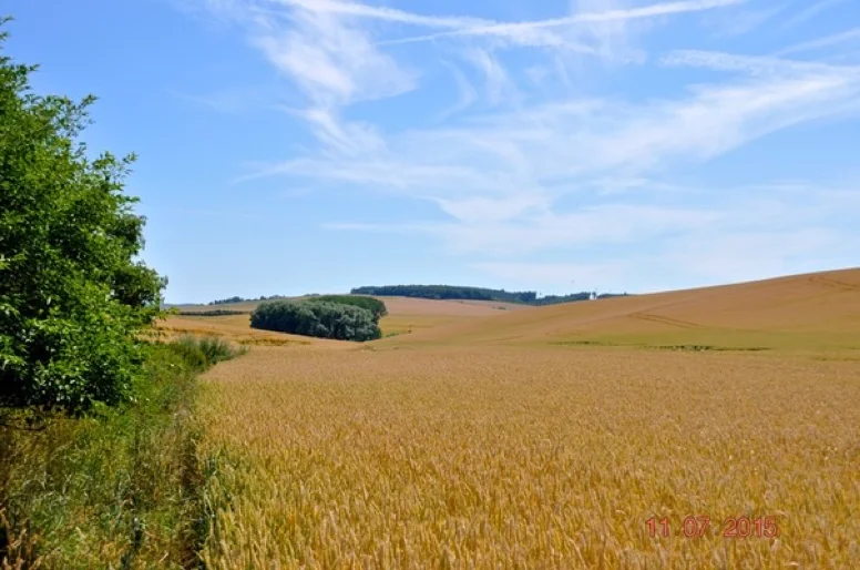 Před žněmi 2015